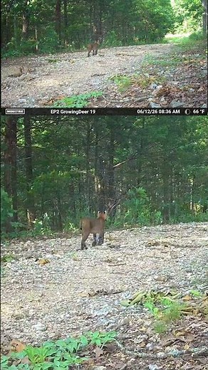 Bobcat catches squirrel!