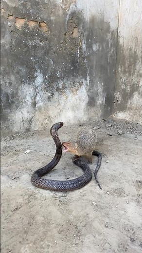 Mongoose vs Snake | Incredible Wildlife Showdown