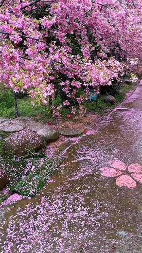 Springtime Aesthetics in South Korea