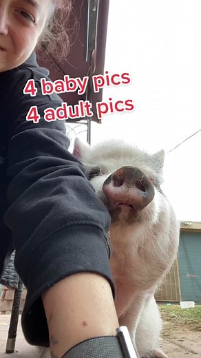 Cute Pig Transformation: From Baby to Adult Photoshoot