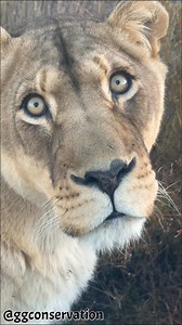 Lioness eyes are almost hypnotically expressive.. | GG Conservation Glen Garriff