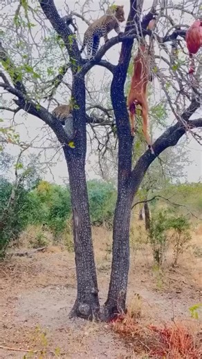 pure wild on Instagram: "In Japan, researchers are using smart walkways to turn everyday activities into clean energy 4. These roads are embedded with special piezoelectric material that can collect kinetic energy from pedestrians' footsteps. When people walk, run or jump, the road surface is slightly deformed, creating mechanical pressure. Piezoelectric crystals convert this pressure into electrical energy. This energy can be used to illuminate street lights, power public displays, and even mon