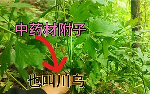 附子有剧毒植物，刨制完以后却能救命，值得认识一下