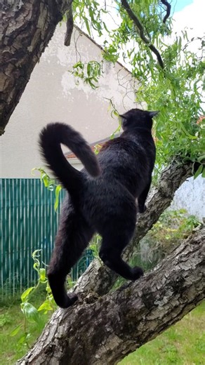 The best cat tree ever 😻🐈‍⬛🥷 . . . #cat #catsofinstagram #cats #blackcatsofinstagram #catstagram #catlover #catoftheday #meow #longhaire #photooftheday #catsonamps #fblifestyle #metalcats #catlovers #kitten #ilovemycat #gato #kittycat #cats_of_instagram #bestmeow #catlove #catlife #instacats #instacat_meows #kittens #ねこ #pet #animals #instakitty #猫 | Confucius.ninja.kitten