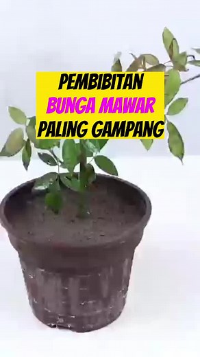 Panduan Menanam Bunga Mawar dengan Mudah 🌹