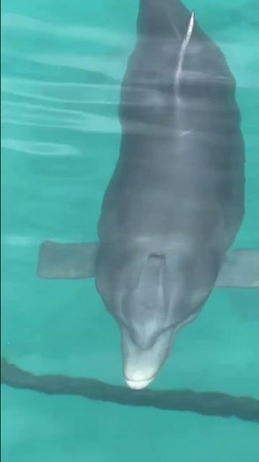 Blue Lagoon Island Dolphin Experience Nassau Bahamas