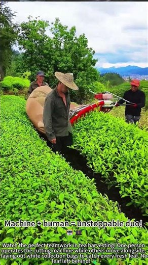Team tea harvesting – machine cuts, crew collects! 🤝🍃