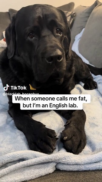 English Lab Humor: Embracing Our Unique Build