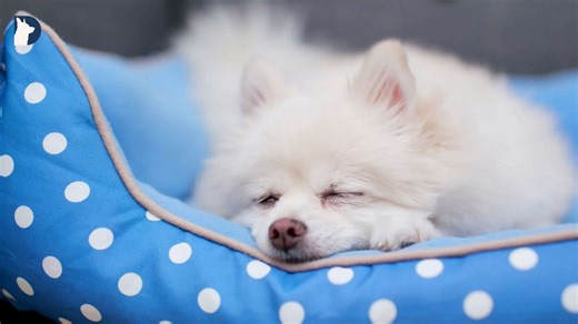 Are Dogs Living a Secret Life in Their Sleep?