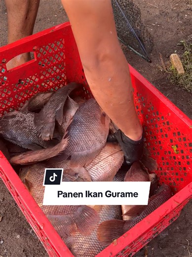 Panen ikan gurame #lelemutv #gurame #fyp #budidayaikan