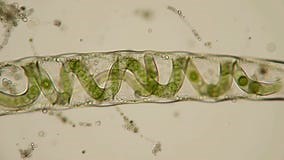 Microscopic Close-Up of Spirogyra Filaments with Clear Cell Walls and Spiral Chloroplasts Against Bright Background for Scientific Stock Footage - Video of spirogyra, spiral: 402602994