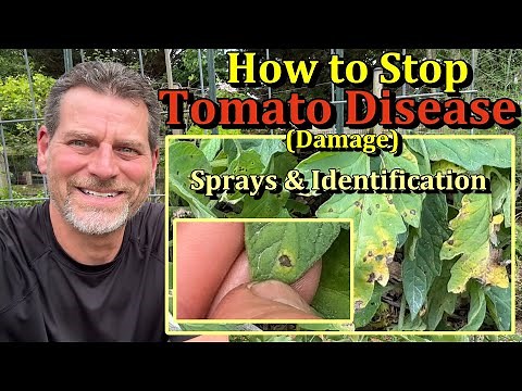 How to Prevent Tomato Plant Fungal Diseases (Leaf Examples & 4 Sprays)