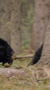 28K views · 386 reactions | Hellrazor doing work! | New Archery Products | Facebook