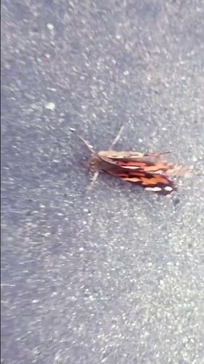 the butterfly from the SpongeBob episode #wormy #butterfly #hurricane