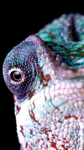 This Lizard Sees in Two Directions at Once, Literally... Meet the Panther Chameleon, a reptile so extraordinary that it practically glows with personality. Native to Madagascar and known scientifically as Furcifer pardalis, this color-changing marvel has a tongue like a rocket, eyes that operate independently, and dozens of vibrant regional varieties. In this short documentary, you’ll discover wild panther chameleon facts including how they communicate through color, where they live, how long th