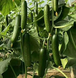 [Hot Item] Hybrid Cucumber Seed Green Vegetable Seeds Price