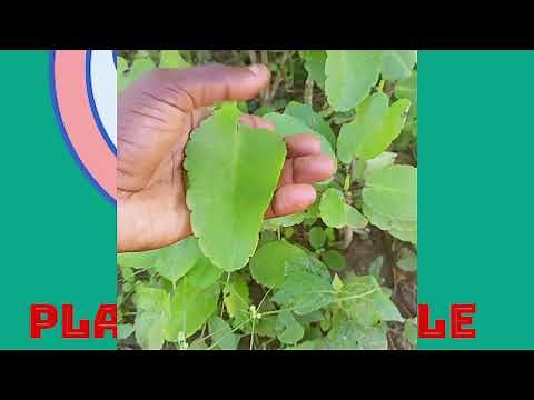 5 POWERFUL SPIRITUAL PLANTS THAT WORKS AND IS EASY TO FIND AROUND.