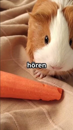 Unglaubliche Fakten über Meerschweinchen! 🐹
