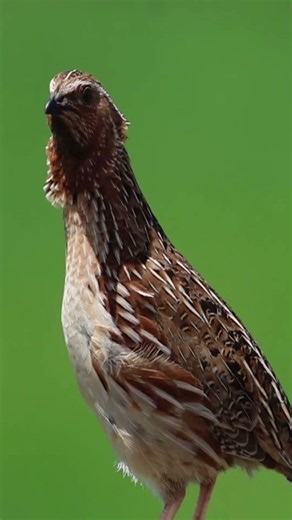 Green Screen Common Quail Sound #youtubeshorts | HD Video #quailsound #birdsong #viralshort