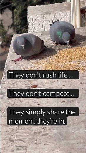 🔥Real Life Story of 2 Pigeons🕊️ | Series (Ep- 1) of Life Lessons from Birds & Animals | PetVet