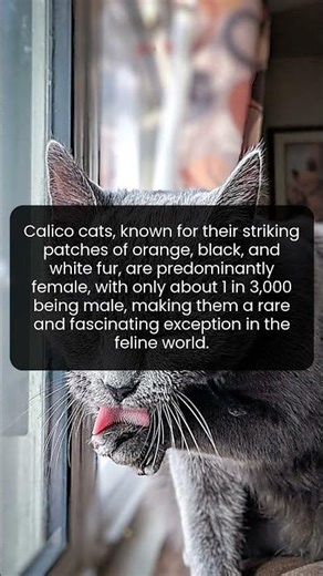 Unveiling the fascinating world of calico cats and their striking fur patterns