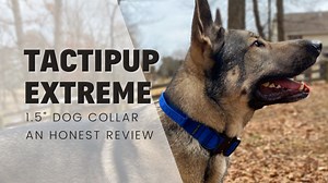 Tactipup Extreme Dog Collar 1.5" - An Honest Review - Rebarkable