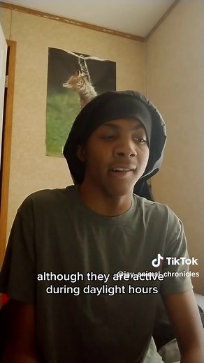 Understanding Box Turtles: A Complete Guide