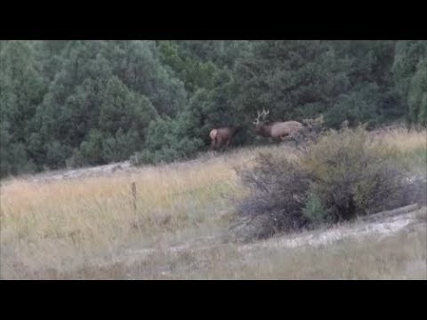 6.5 Swede vs. Elk