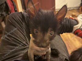 Beautiful baby Chinese crested puppy - £1,200