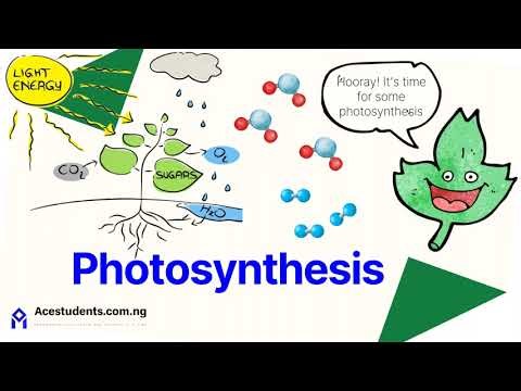 Photosynthesis Explained Simply | Step-by-Step Guide for Students