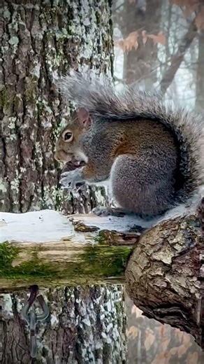 Squirrel eating a nut on a winter day dreaming of spring time ￼