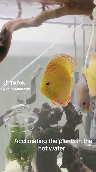 Discus Daveed on TikTok