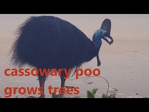 cassowary poo - helps grow rainforests