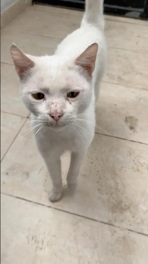 🐈😻🧡 #cat #cats #catshorts #catvideos #foryou #fyp #kitten #catlovers #straycat #petlover #pets