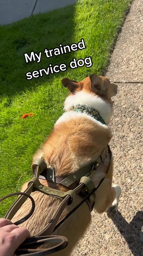 I had to 🤣#CapCut #fyp #smoothcollie #akc #dogtraining #servicedog #servicedogintraining