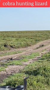 #nature #animals #crocodile #tiger #monkeys #lionking #snake #bride #shorts #shortsvideos #reelschallenge #reelsfbシ #facebookviral #foryoupageシ | Kaka lysai