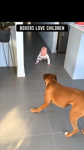 Boxers Love Children #funnydogreels #boxerdog #babies | Boxer Madness
