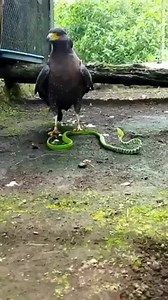 Eagle trampled on flying snake | Okeke Kenneth | Facebook