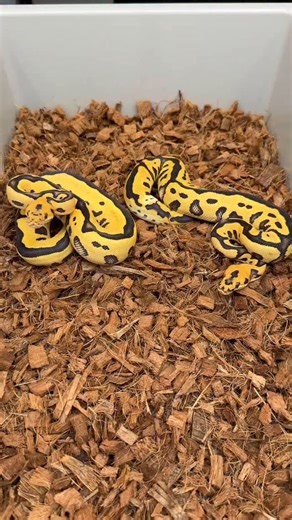 Las Vegas Ball Pythons on Instagram: "Comparison Video Both on MorphMarket or Dm for Details Left -Female (pos Vanilla) Leopard Desert Ghost Clown Het Hypo Right - Male Leopard Desert Ghost Clown Het Hypo Both Powerful to take your Collection to the Next level ! Comment below which ia your Favorite ! . . . . . #ballpythonforsale #ballpythonsforsale #reptilesforsale #snakesforsale #ballpythonbreeder ballpythonmorphs exoticpetsforsale reptilebreeder clownballpython desertghost"