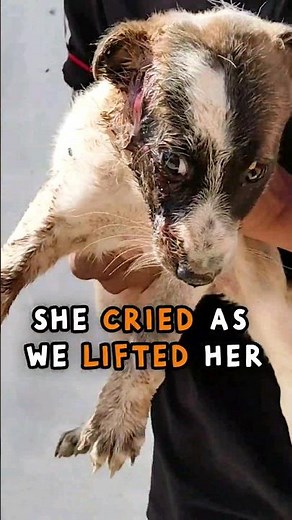 Molly's Amazing Recovery Journey