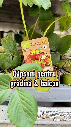Căpșuni pentru grădină & balcon 🍓