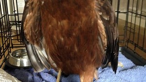 Stream dive saves drowning hawk