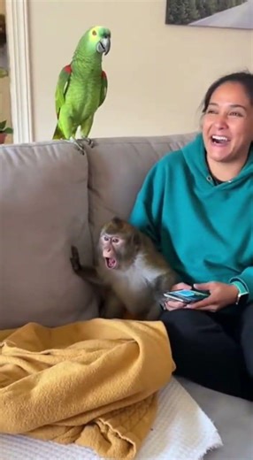 Parrot vs Cat Gone Wrong – Police Get Involved! 🚔🤣