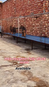 3.6K views · 1.2K reactions | Max daughters #germanshepherd | Maxmarlboro Kennel | Facebook