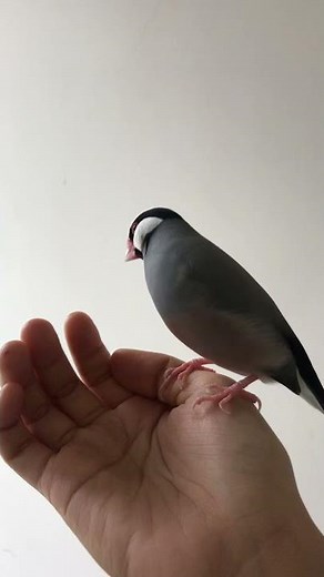 Java sparrows singing