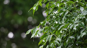 Fort Collins residents can buy trees for cheap from the city in August