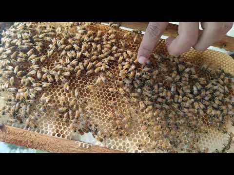 वसन्तमा मौरी घार जाँच गर्दा के के हेर्ने? 🐝(‪@bimalrokamagar27‬ )