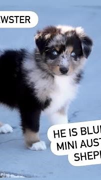 Mini Blue Merle Australian Shepherd Puppy