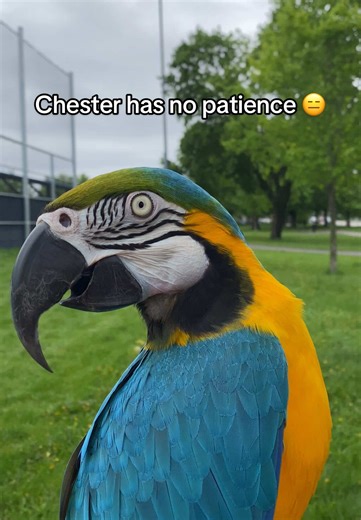 Chester the Talking Parrot's Hilarious Antics