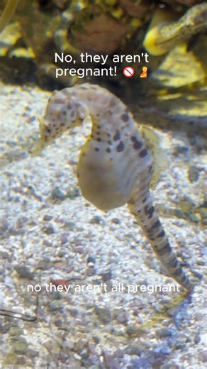 This Seahorse Has Chameleon Eyes! 👀🐴 #shorts